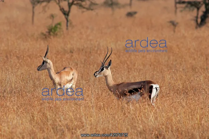  : Thomson's Gazelle