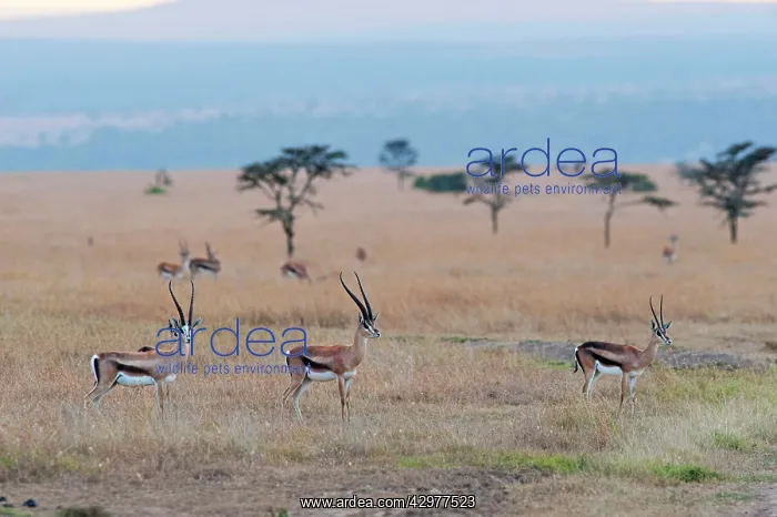 : Thomson's Gazelle : Thomson's Gazelle