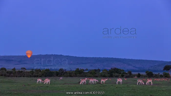 : Thomson's Gazelle : Thomson's Gazelle