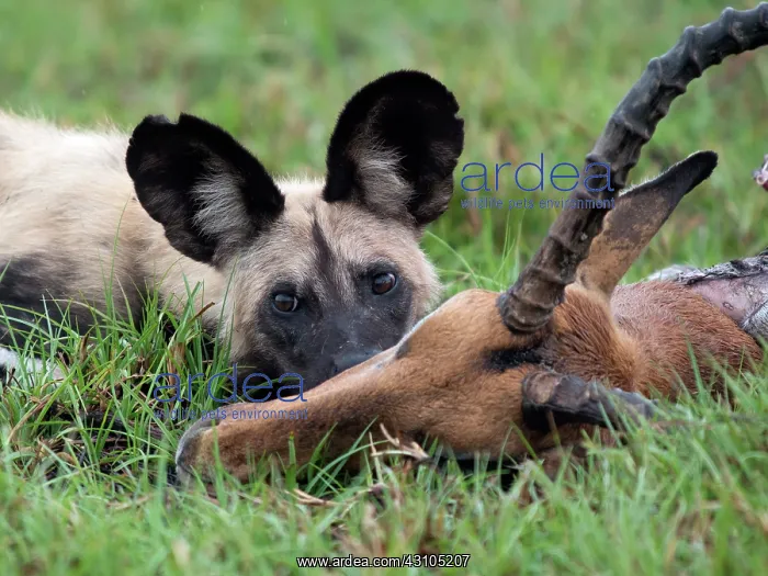 : Thomson's Gazelle : Thomson's Gazelle