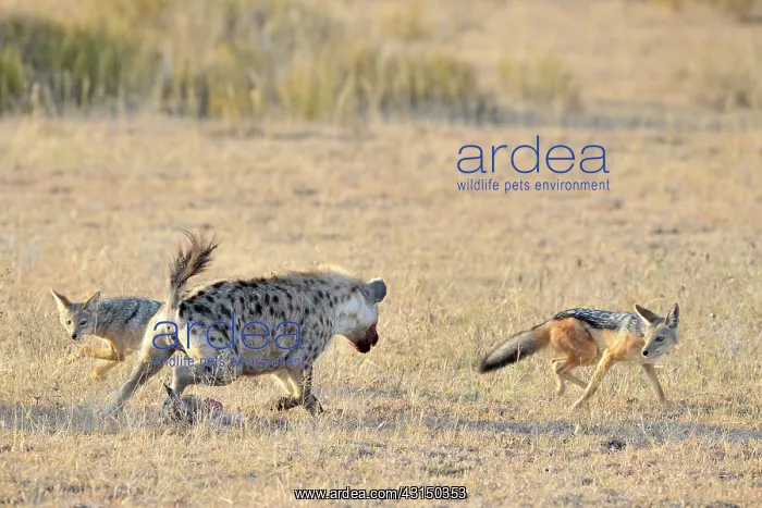 : Thomson's Gazelle : Thomson's Gazelle