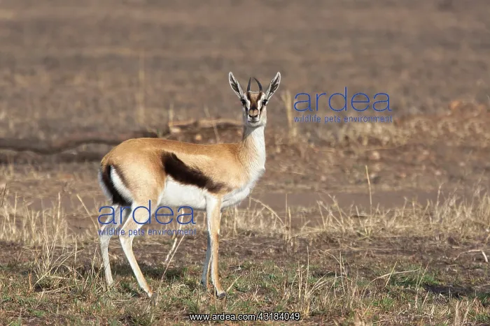 : Thomson's Gazelle : Thomson's Gazelle