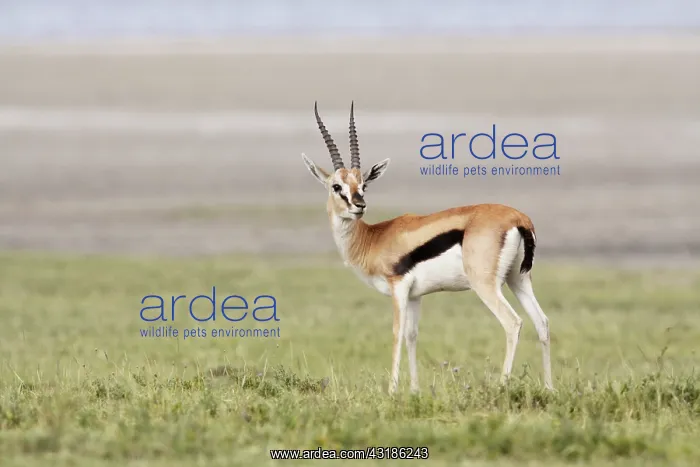 : Thomson's Gazelle : Thomson's Gazelle