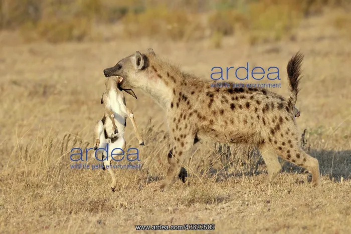 : Thomson's Gazelle : Thomson's Gazelle