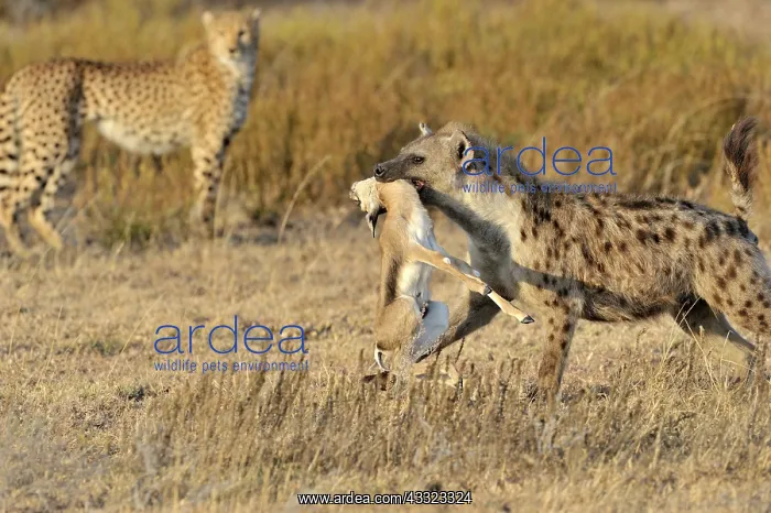 : Thomson's Gazelle : Thomson's Gazelle