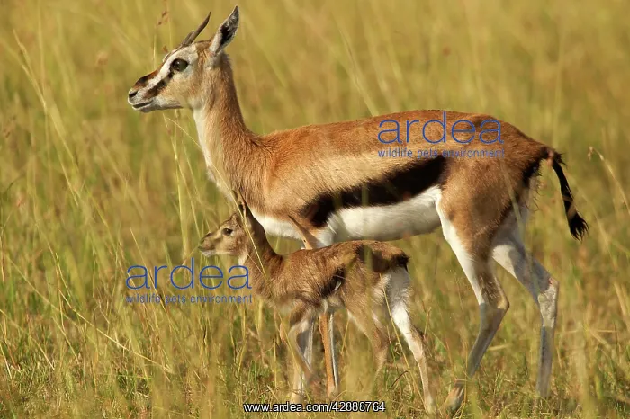 : Thomson's Gazelle - Adult and young : Thomson's Gazelle - Adult and young