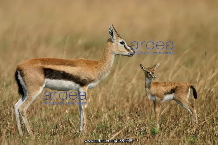 : Thomson's Gazelle - Adult and young : Thomson's Gazelle - Adult and young