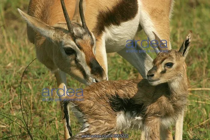 : Thomson's Gazelle - Adult and young : Thomson's Gazelle - Adult and young