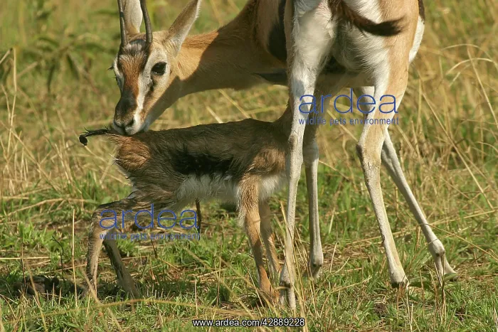 : Thomson's Gazelle - adult and young : Thomson's Gazelle - adult and young