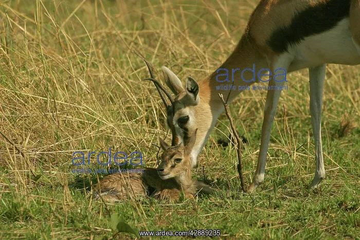 : Thomson's Gazelle - Adult and young : Thomson's Gazelle - Adult and young