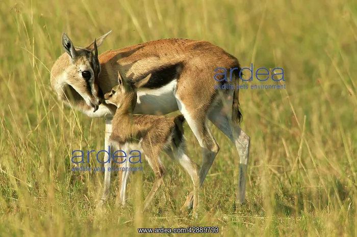 : Thomson's Gazelle - Adult and young : Thomson's Gazelle - Adult and young