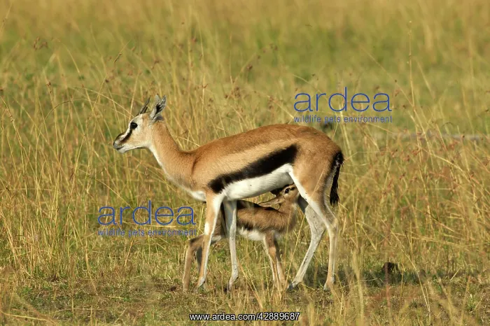 : Thomson's Gazelle - adult and young suckling : Thomson's Gazelle - adult and young suckling