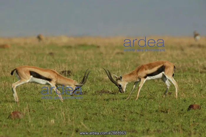 : Thomson's Gazelle - two in confrontation : Thomson's Gazelle - two in confrontation