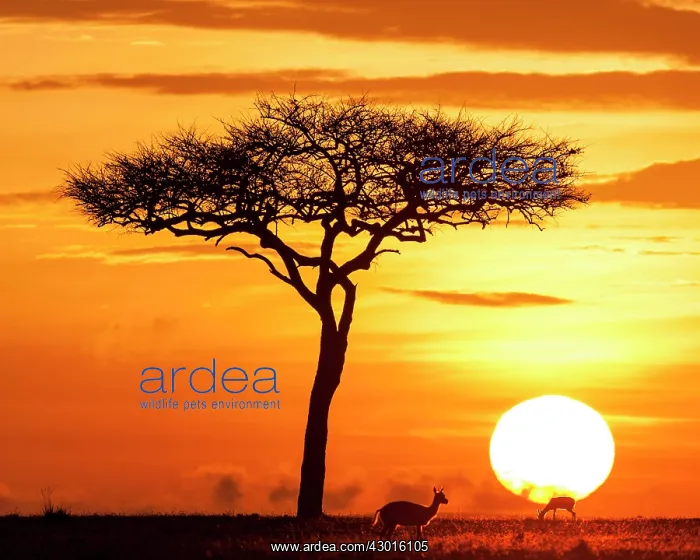 : Thomson's Gazelle at dawn sunrise : Thomson's Gazelle at dawn sunrise