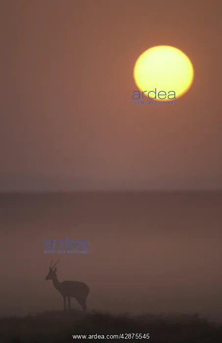 : Thomson's Gazelle - at dusk : Thomson's Gazelle - at dusk