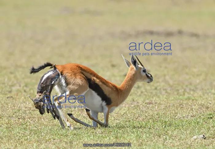 : Thomson's gazelle (Eudorcas thomsonii), birth, Masai : Thomson's gazelle (Eudorcas thomsonii), birth, Masai