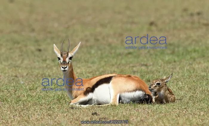 : Thomson's gazelle (Eudorcas thomsonii) with newborn : Thomson's gazelle (Eudorcas thomsonii) with newborn