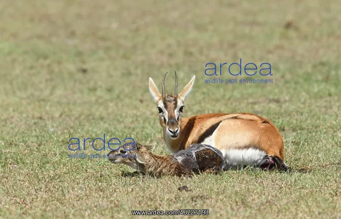: Thomson's gazelle (Eudorcas thomsonii) with newborn : Thomson's gazelle (Eudorcas thomsonii) with newborn