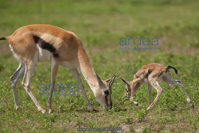 : Thomson's gazelle and fawn, Ngorongoro Conservation : Thomson's gazelle and fawn, Ngorongoro Conservation