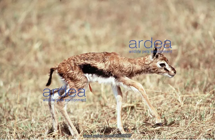  : THOMSON'S GAZELLE - fawn standing
