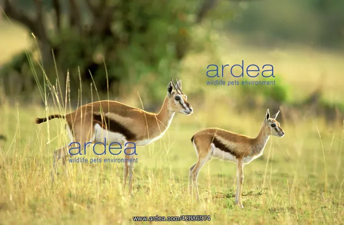  : Thomson's Gazelle - Female and young