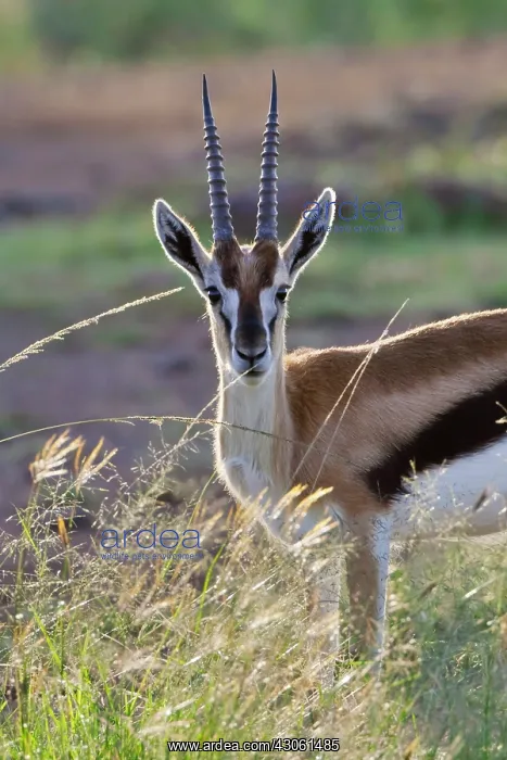 : Thomson's Gazelle (Gazella thomsoni) on : Thomson's Gazelle (Gazella thomsoni) on