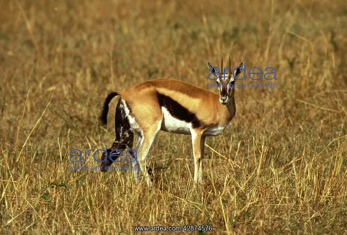 : Thomson's Gazelle - giving birth : Thomson's Gazelle - giving birth
