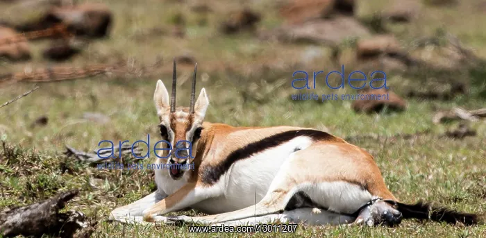 : Thomson's Gazelle giving birth : Thomson's Gazelle giving birth