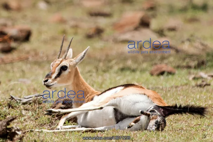 : Thomson's Gazelle giving birth : Thomson's Gazelle giving birth