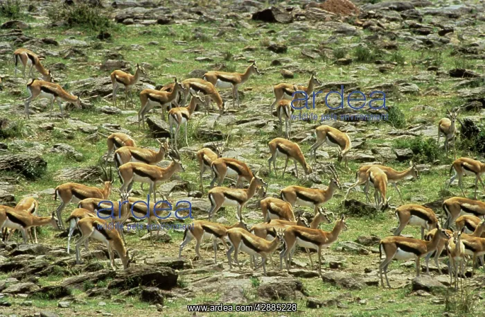  : THOMSON'S GAZELLE - HERD