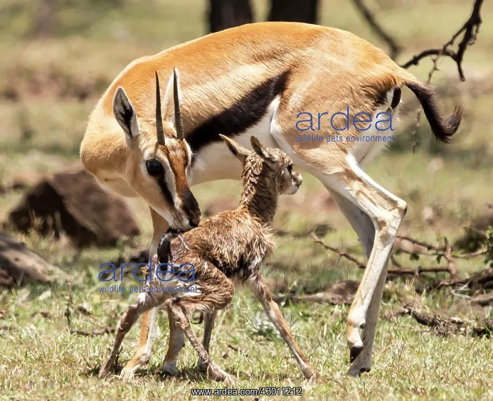 : Thomson's Gazelle with just born calf : Thomson's Gazelle with just born calf