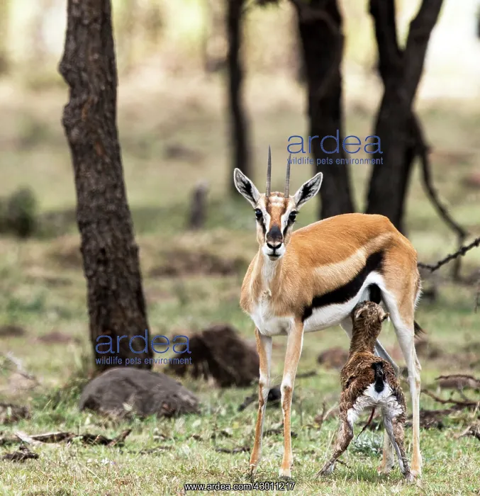 : Thomson's Gazelle with just born calf : Thomson's Gazelle with just born calf