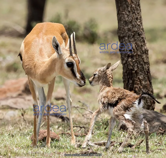 : Thomson's Gazelle with just born calf : Thomson's Gazelle with just born calf