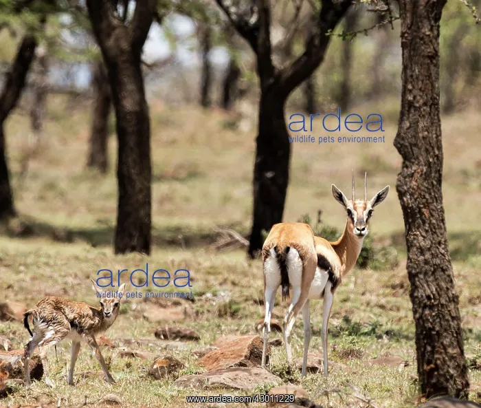 : Thomson's Gazelle with just born calf : Thomson's Gazelle with just born calf