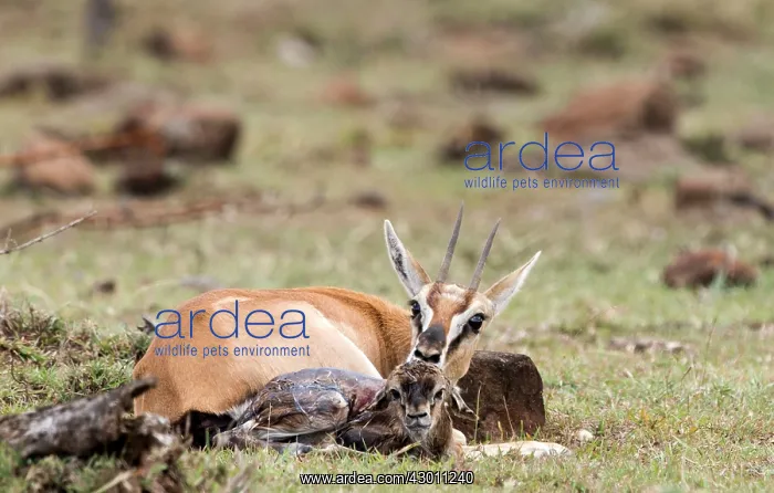 : Thomson's Gazelle with just born calf : Thomson's Gazelle with just born calf