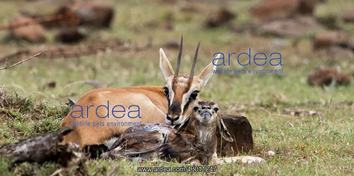 : Thomson's Gazelle with just born calf : Thomson's Gazelle with just born calf