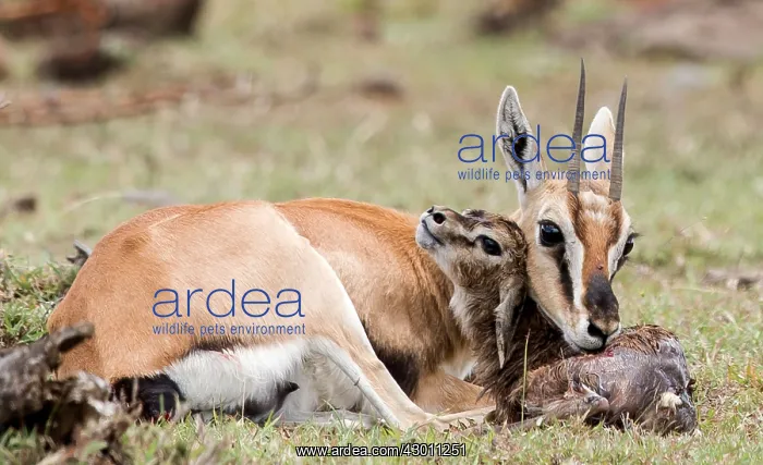 : Thomson's Gazelle with just born calf : Thomson's Gazelle with just born calf
