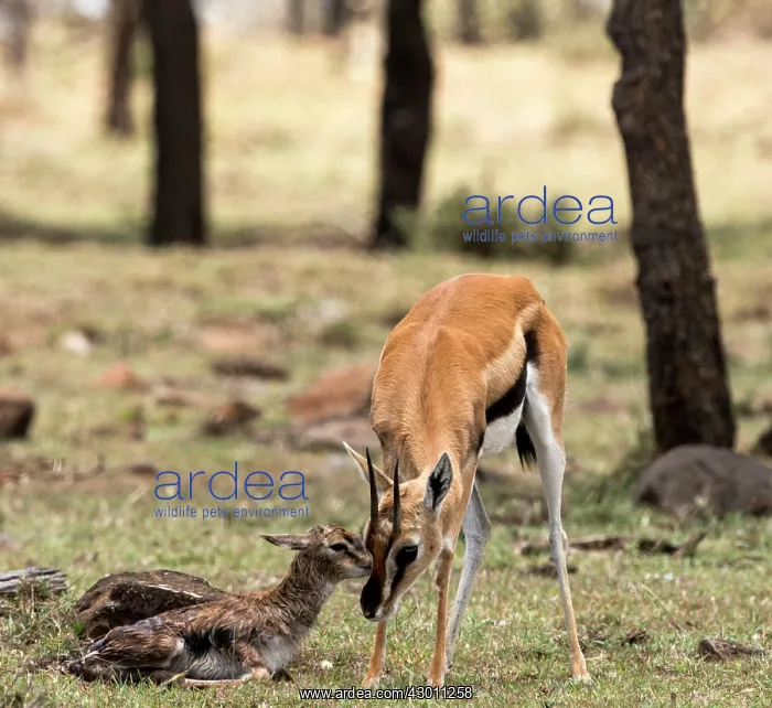 : Thomson's Gazelle with just born calf : Thomson's Gazelle with just born calf
