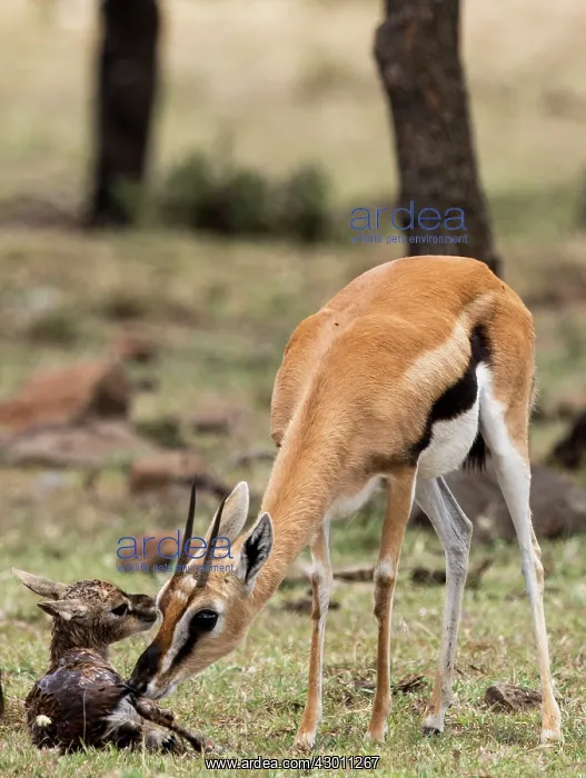 : Thomson's Gazelle with just born calf : Thomson's Gazelle with just born calf