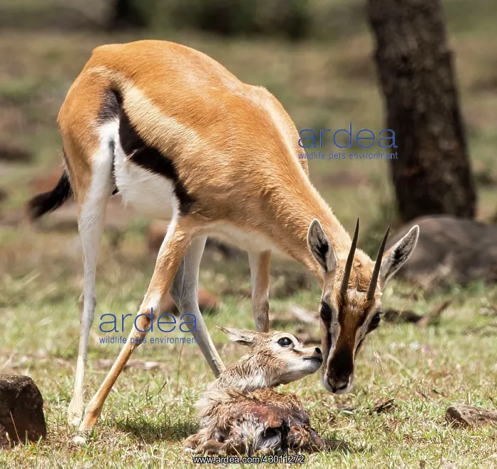 : Thomson's Gazelle with just born calf : Thomson's Gazelle with just born calf