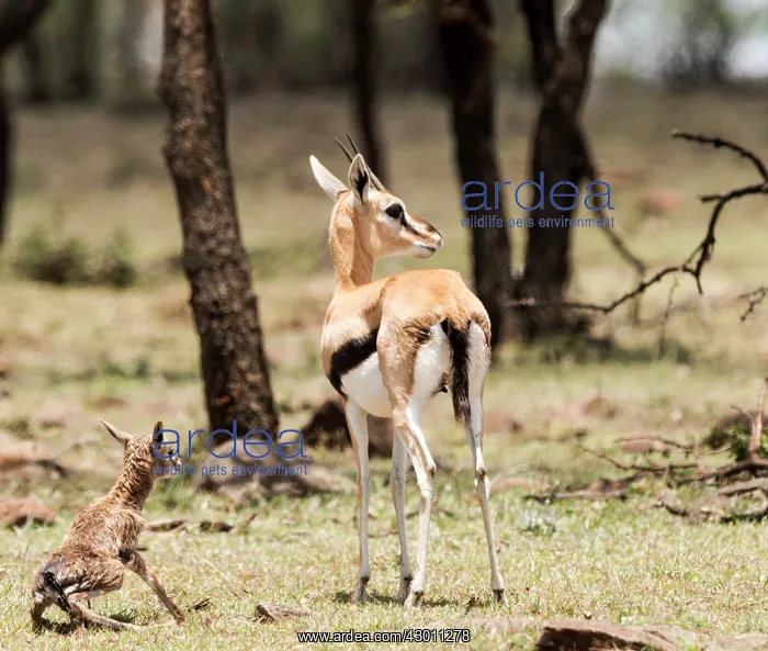 : Thomson's Gazelle with just born calf : Thomson's Gazelle with just born calf