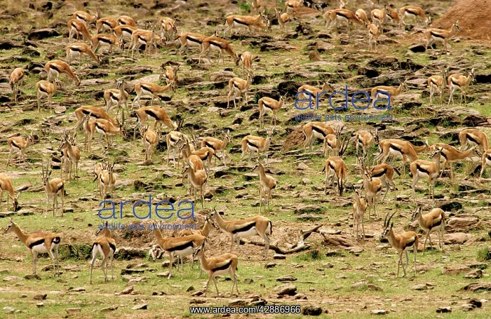  : Thomson's Gazelle - Large herd on rocky hillside