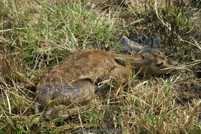 : Thomson's Gazelle - Lying down in grass : Thomson's Gazelle - Lying down in grass