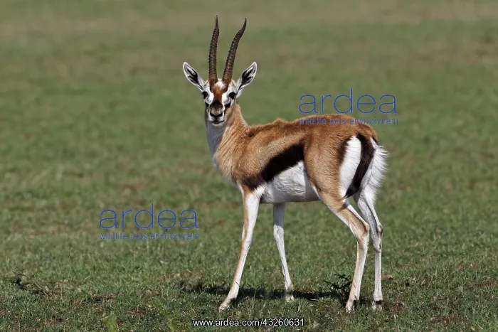 : Thomson's Gazelle, Maasai Mara, Kenya : Thomson's Gazelle, Maasai Mara, Kenya