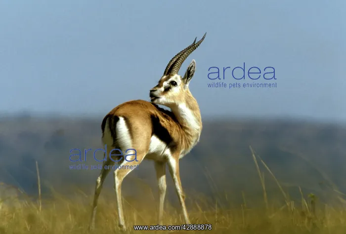  : Thomson's Gazelle - male with head turned backwards