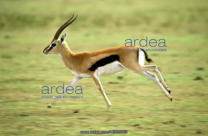 : Thomson's Gazelle - Male running