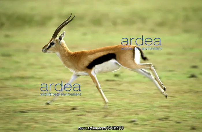  : Thomson's Gazelle - Male running