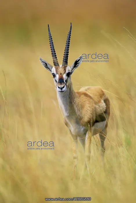  : Thomson's Gazelle - Male standing in long grass