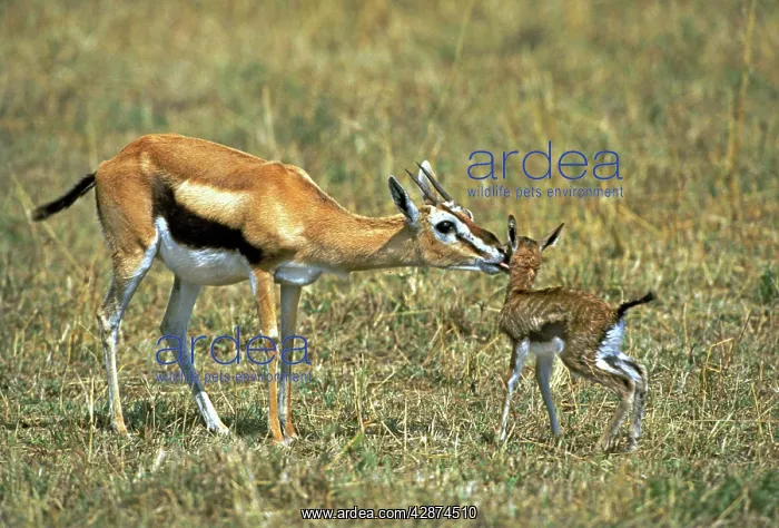 : Thomson's Gazelle - mother and young baby : Thomson's Gazelle - mother and young baby