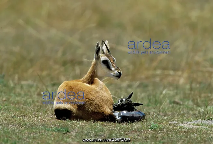 : Thomson's Gazelle - mother and young baby : Thomson's Gazelle - mother and young baby